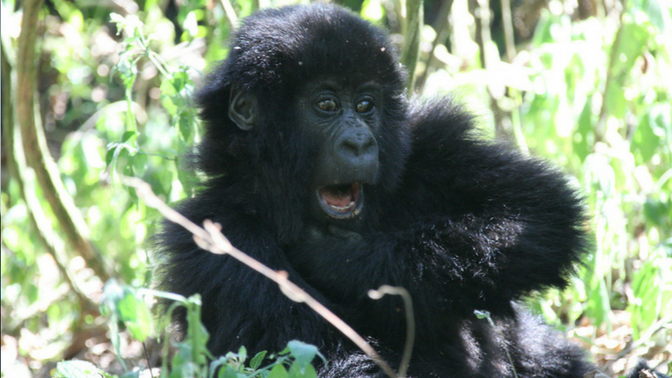 Gorilla from the Democratic Republic of Congo