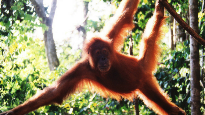 Orangutan at Bukit Lawang Indonesia